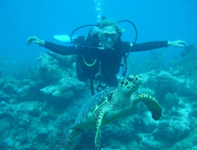 Turtle Diving 